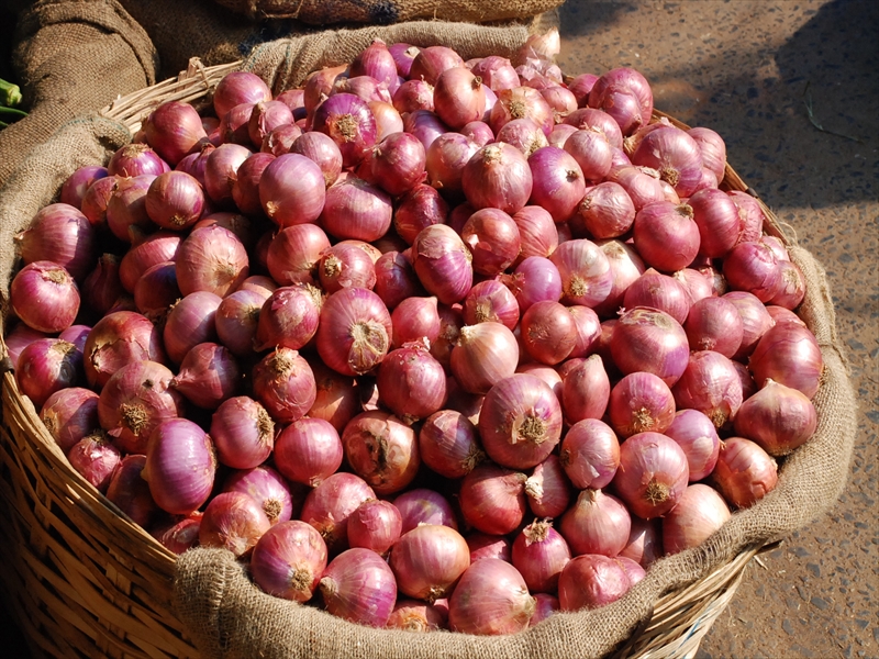 2013南インド旅行239