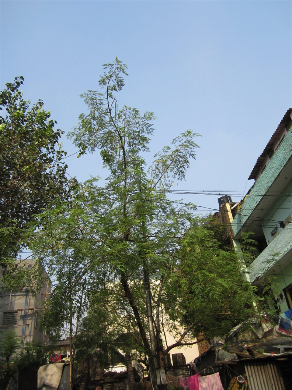 2013南インド旅行255